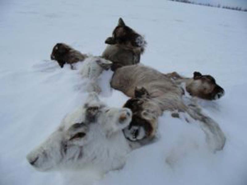 At least 80,000 reindeer died in two mass mortality events in the Yamal Peninsula in the past decade, according to new research. Climate change is likely the culprit.