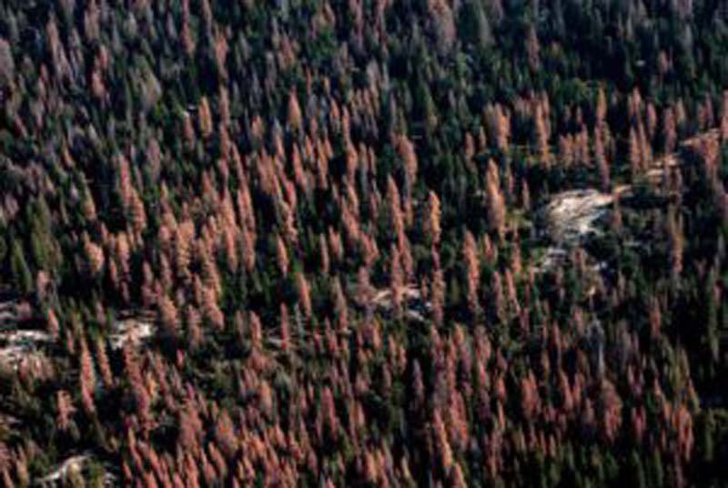 In 2016 alone, 62 million trees died in California’s forests, said the U.S. Forest Service. This represents more than a 100 percent increase in dead trees across the state since 2015.